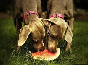 狗狗能吃水果吗 有些可以吃,但有些却会 致命