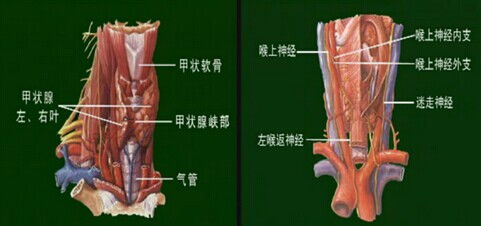 甲状腺位置图 米粒分享网 Mi6fx Com