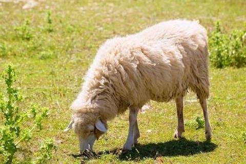 2015年属羊人一生的命运如何