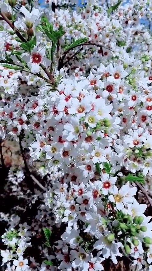 你知道花的香味是从哪里来的吗(花的香味是从哪儿来的)