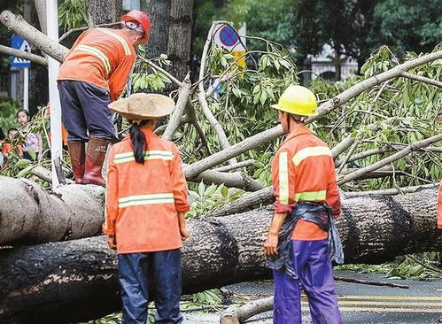 独家视频 被台风吹断的树干去哪儿了 还有这些提示你要知道