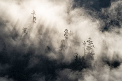 藏东南高山深谷中,我们与一棵树的命运有何关联