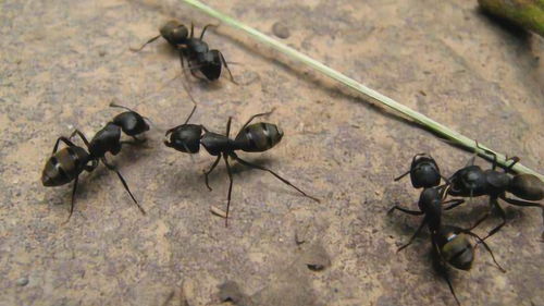 家里有蚂蚁别着急,1个土方法,一只都没有,安全更管用 