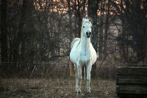 犯太岁有哪些类别 今年属马犯太岁最严重