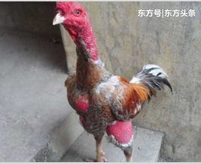 价值9000元的宠物鸡不见了 警方抓获时已被偷宰准备下锅 