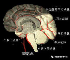 脑血管的解剖与供应 