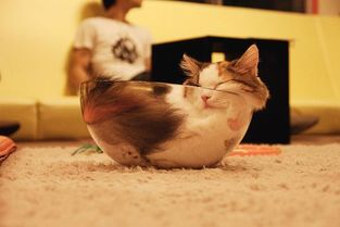 盘点猫咪的奇葩睡姿 都是瑜伽高手 