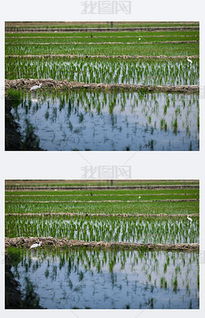 JPG粮食稻 JPG格式粮食稻素材图片 JPG粮食稻设计模板 我图网 
