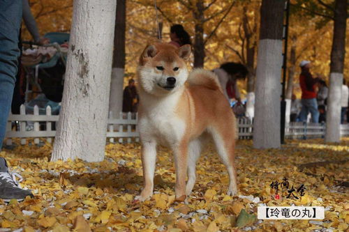 为啥柴犬不建议养家里呢(为啥柴犬不建议养家里呢怎么回事)