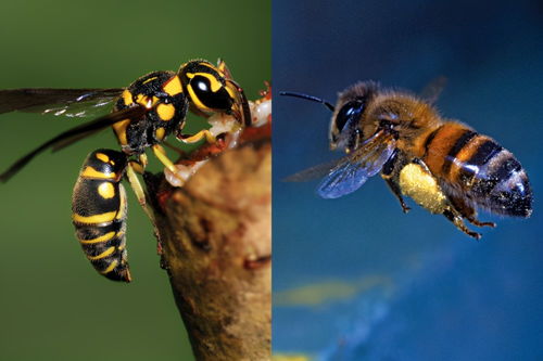 第一张蜜蜂分布世界地图公布,填补了知识空白,也让科学家吃惊了