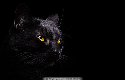 解梦大全梦见黑色猫咪黄眼睛夜晚很凶 可怕 