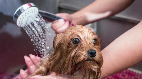 给宠物洗澡,自己在家洗好,还是去宠物店洗好