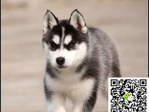 图 小哈士奇多少钱小哈士奇多少钱一只小哈士奇怎么养 北京宠物狗 