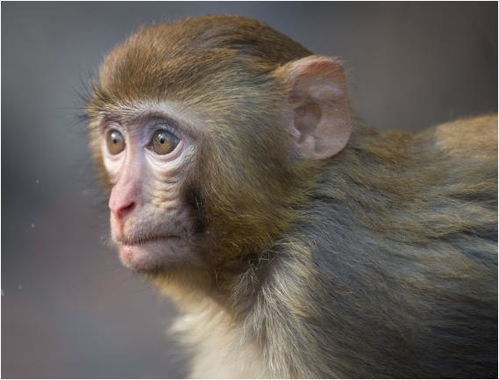 生肖猴 以下4个年份出生的 猴猴猴 天生上等命,看看你家有吗