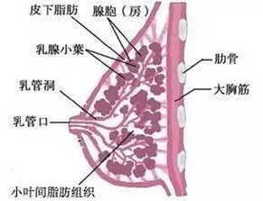 产后乳腺不通导致堵奶的原因和解决办法