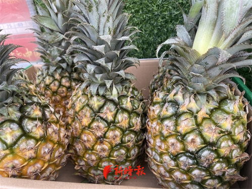 菠萝冲上热搜,价涨近3倍 新时报记者探访济南市场