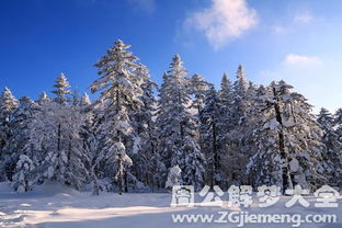 梦见雪松是什么意思 梦到雪松好不好 大鱼解梦网 