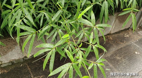 东北竹子种植方法？