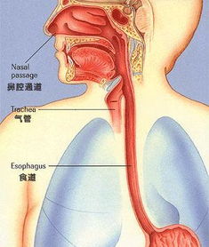 食管癌常见症状,食管癌初期症状 百姓健康网 