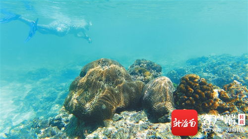 海南周刊 环海南岛珊瑚礁 海底森林多斑斓 