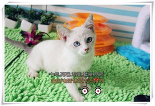 武汉买猫 蓝眼睛蓝重点色暹罗猫 最聪明的喵星人 包纯种健康