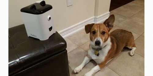PetBot 上班时候不再担心家中孤独宠物 
