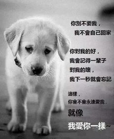 注意 阆中养犬的别再任性啦 专项整治非法养犬行动已经开始