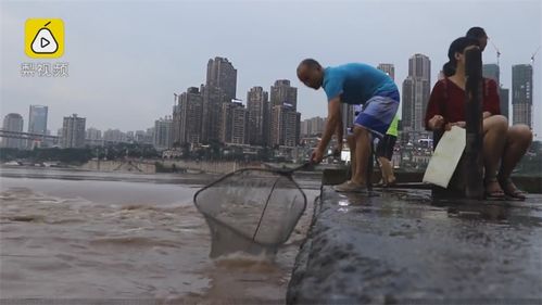 江中涨水江边捕鱼,好耍但是有点危险