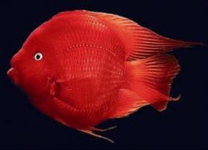 红鹦鹉鱼不吃食怎么办 