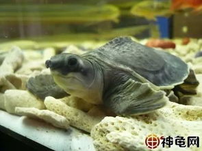 饲养水龟 半水龟和陆龟的区别有多大