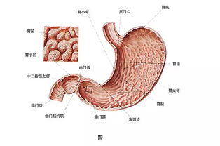 胃炎到胃癌仅4步,阻断癌变需这样做 