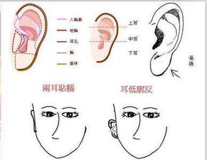 相面术中的耳朵相法,耳朵决定你一生是否富贵 