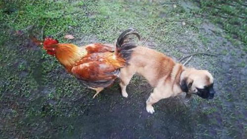 为什么狗都爱跟鸡过不去 难道有啥小秘密 看完就明白了 