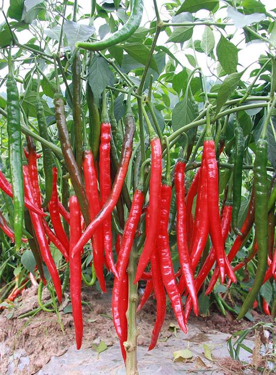 辣椒种子怎么种,辣子种子种植方法全过程？
