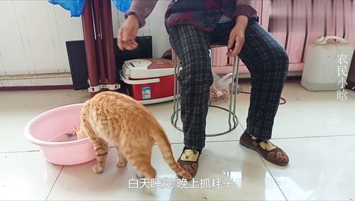 农村大娘给小猫起了一个霸气的名字,看看这只猫,到底哪里霸气 