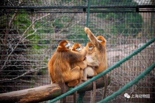 国家保护动物鹈鹕空降上海大学 其实,上海动物园内也有不少国 保 呢