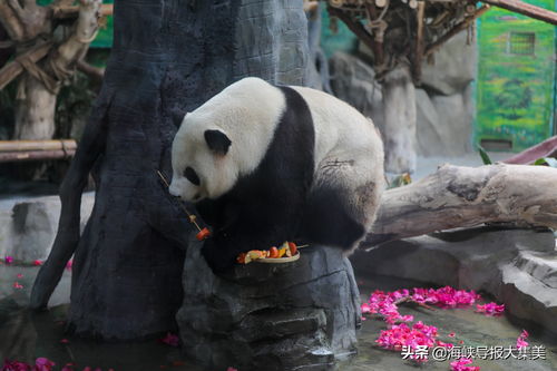 大熊猫泡起花瓣浴 萌宠遛街 开启乐享狂欢五一时刻