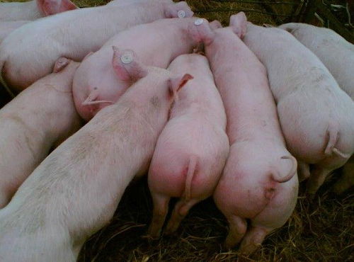 湖北省恩施州长白种猪种猪繁殖基地