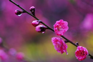 艳遇桃花