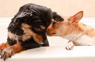 狗狗和人类的洗发水不可以乱用哦 看完文章你就知道如何选择了