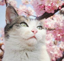 美呆了,春天给猫咪这样拍照,美出了新高度