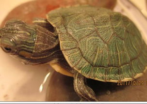 新买了只小乌龟 打架帮我看看它健康吗 该怎么养才能让它健康成长啊 