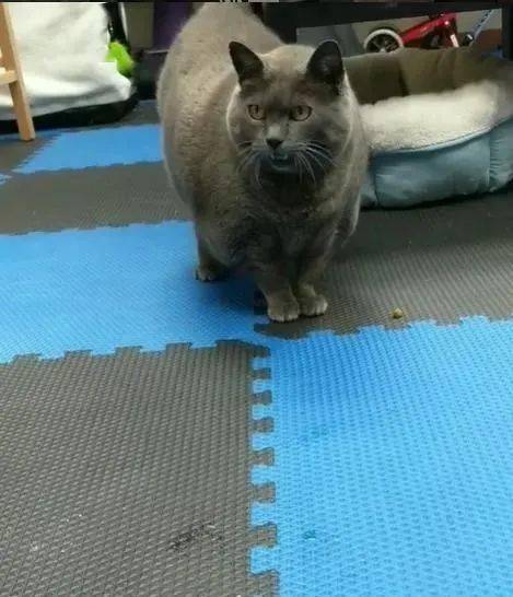 哇,那只36斤重的网红肥猫终于减肥成功了