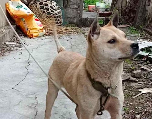 贵州本土好猎犬农村被发现,对比杜高犬能不能用,一看便知