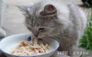 猫咪自从吃了鸡胸肉,就不吃猫粮了,该怎么办