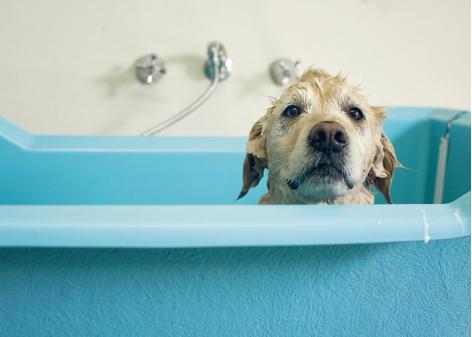 狗狗多久洗一次澡最好
