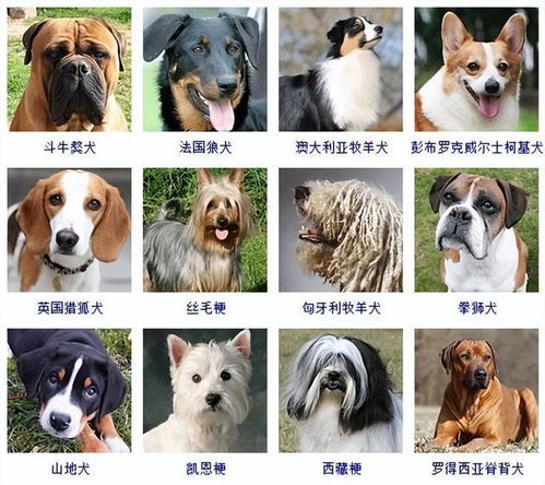宠物狗的种类,宠物狗的种类图片及名称