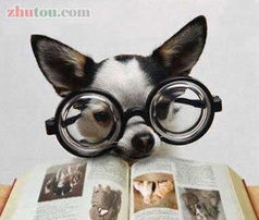 爱看书的狗 