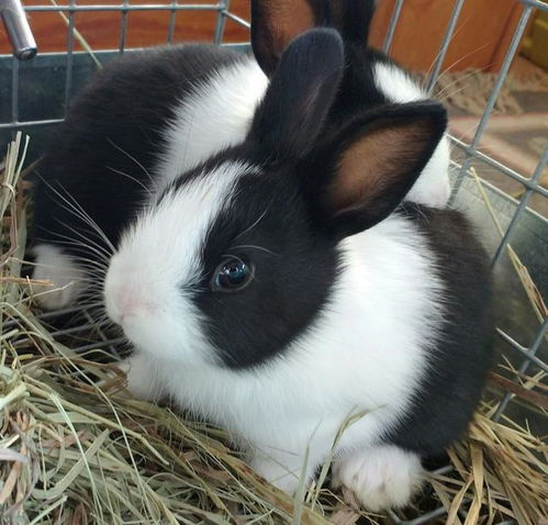 看,我家兔兔那么可爱 哪,哪里可爱了