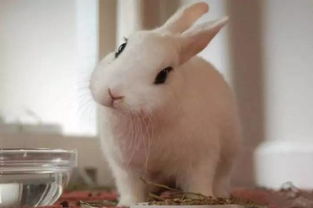 木梳兔子耳朵怎么弄好看 怎么扎兔子耳朵的辫子